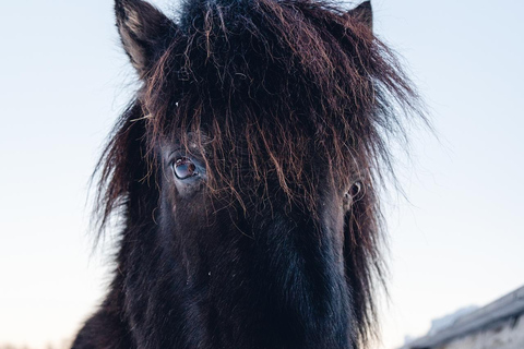 Reykjavik: Icelandic Horse Ride in Lava Fields – All Levels