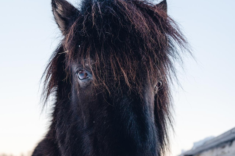 Reykjavik: Icelandic Horse Ride in Lava Fields – All Levels