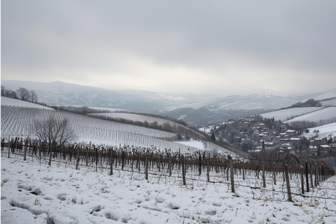 Spring Time Vineyards Milan’s Perfect Wine Tasting & Lunch