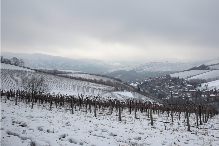 Spring Time Vineyards Milan’s Perfect Wine Tasting & Lunch
