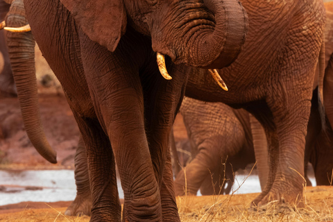 Nairobi: 5-Day Amboseli, Tsavo East & West Safari Tour