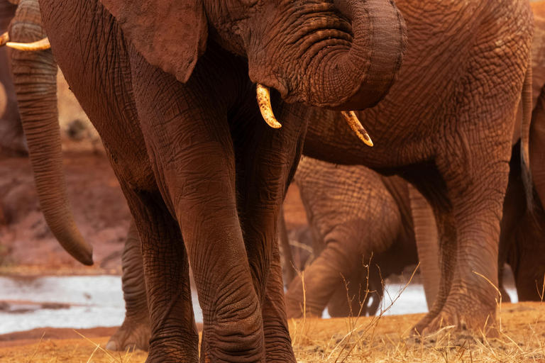 Nairobi: 5-Day Amboseli, Tsavo East & West Safari Tour