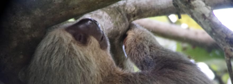 Uvita : Promenade dans la nature au parc national Marino Ballena