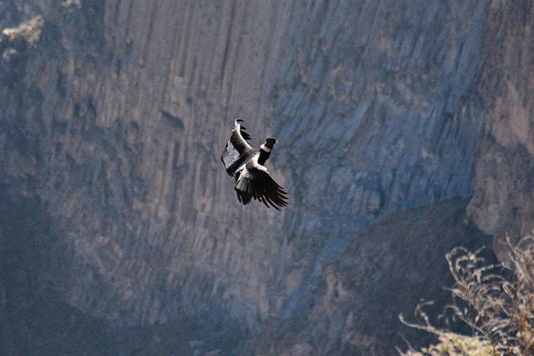 AREQUIPA: TREKKING NEL CANYON DEL COLCA 2 GIORNI E 1 NOTTE