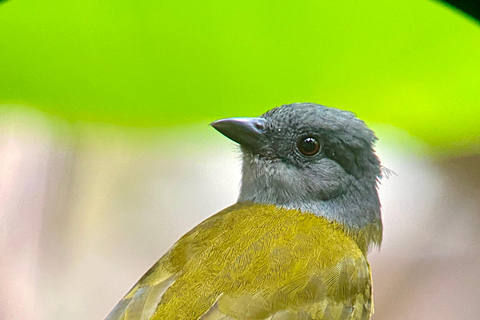 Parco Manuel Antonio: Tour guidato a piedi con un naturalistaTour privato