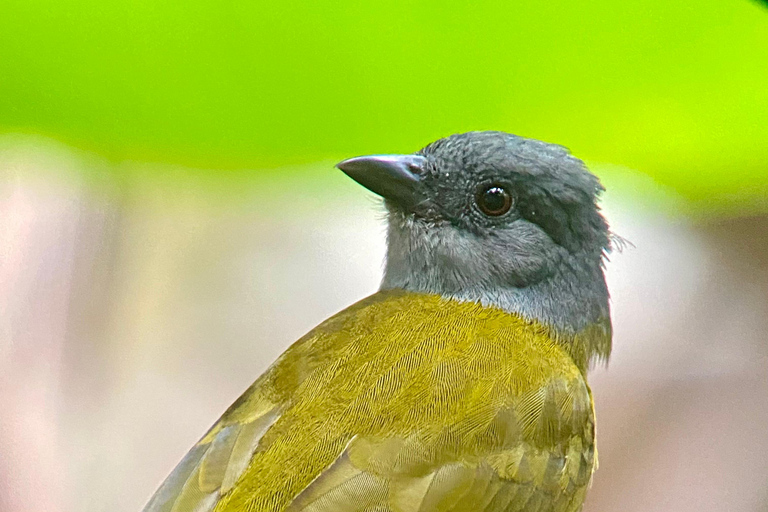 Manuel Antonio Park: Guided Walking Tour with a Naturalist Private Tour