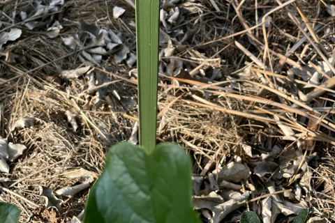 Kigali: City Tour, Nyandungu Eco Park, and Lunch