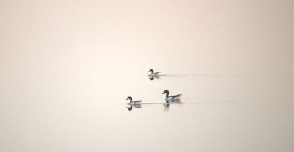 Faro: Sunset Birdwatching & Ecology Walk in Ria Formosa