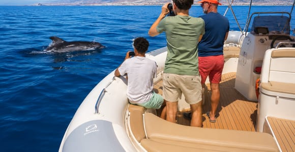 South Tenerife: Private Whale and Dolphin Watching Tour