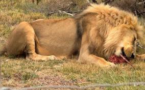 Exclusive Adventure: Witness Lion Feeding Up Close