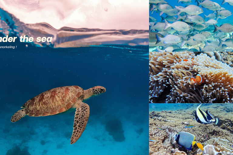 From Phuket or Khaolak : Similan Islands Day Trip Pick Up from Phuket Area (include Transfer from Phuket)