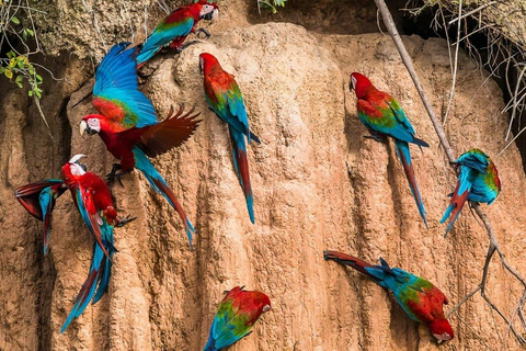 Amazonas Manu Culturele Zone 4 Dagen / 3 Nachten