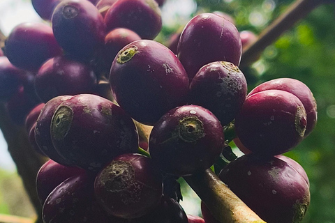 Cusco: Specialty Coffee Tasting-Sensory Experience (2 Hours)