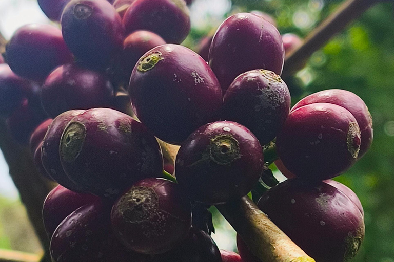 Cusco: Specialty Coffee Tasting-Sensory Experience (2 Hours)