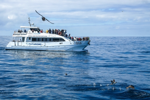 Desde Ponta Delgada: observación de ballenas y delfinesViaje de avistamiento de ballenas y delfines en el barco Zodiac