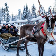 Rovaniemi : visite d'une ferme de rennes avec promenade en traîneau