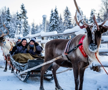 Rovaniemi: Visita a una granja local de renos con paseo en trineo