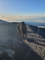 7 -tägige Machame Route Kilimanjaro Group zum Klettern - Housity