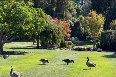 Christchurch: 90-Minute Botanic Gardens Guided Walking Tour