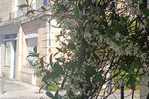 Bordeaux: Small Group Historical & Gourmet Guided Visit