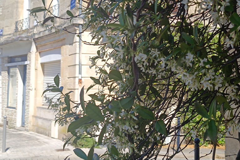 Bordeaux: Small Group Historical & Gourmet Guided Visit