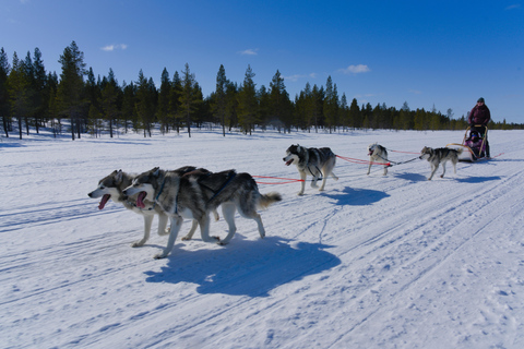 Levi: safari in slitta trainata da husky di 5 km con guida autonomaLevi: safari in slitta trainata da husky di 5 km da guidare da soli