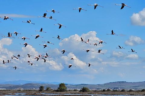 Från Durrës: Divjakë-Karavasta nationalpark dagsutflykt