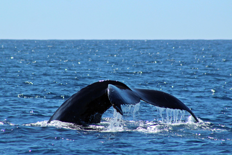 Cabo San Lucas: Walbeobachtungserlebnis auf dem KatamaranWhale Watching Erlebnis