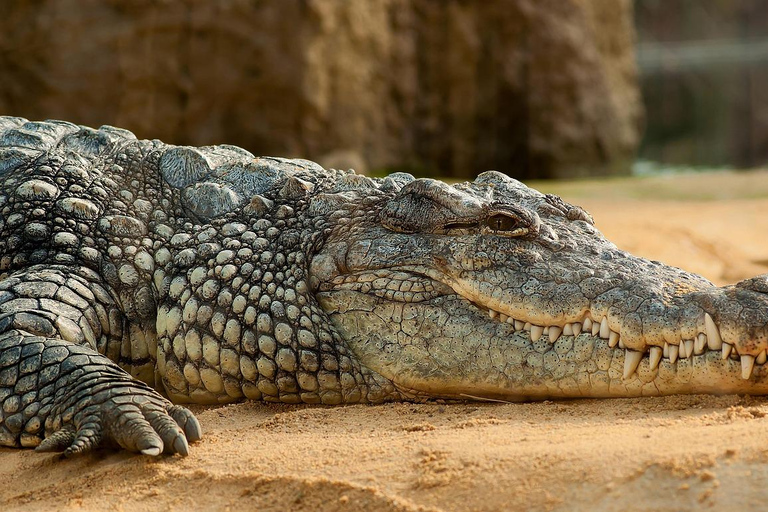 Nairobi: 5-Day Amboseli, Tsavo East & West Safari Tour