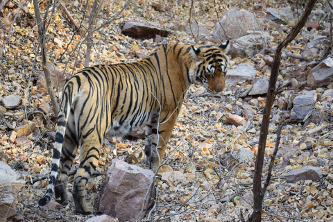 Circuit de 6 jours dans le Triangle d'Or en Inde avec Ranthambore