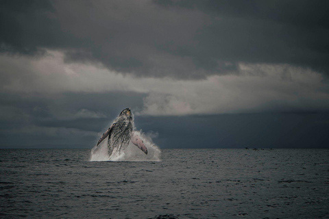 Panama City: Experience the best whale watching in Las Perlas Panama City: Experience the Best Whale Watching in Las Perlas