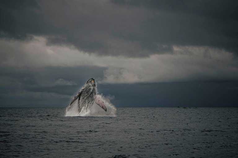 Panama City: Experience the best whale watching in Las Perlas Panama City: Experience the Best Whale Watching in Las Perlas