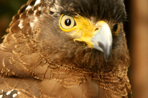 Galle Day Trip with a transfer to your next destination from Ella to Colombo/Negombo drop