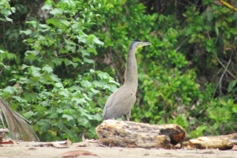 Uvita: Corcovado Rainforest & Wildlife Adventure