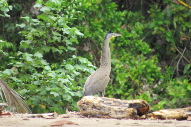 Uvita: Corcovado Rainforest & Wildlife Adventure
