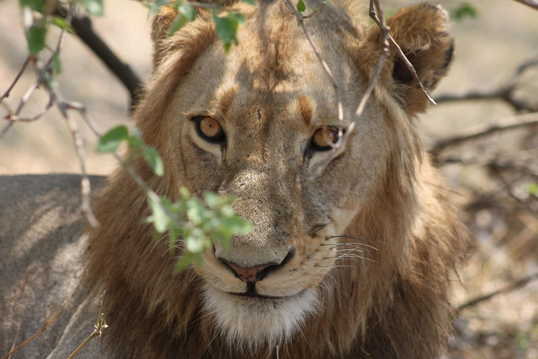 Kruger National Park - 4 Day Safari Tour Kruger National Park - 4 Day Safari Tour -Luxury Safari Tent