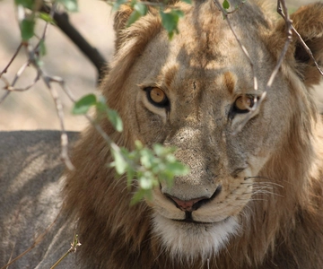 Kruger National Park - 4 Day Safari Tour