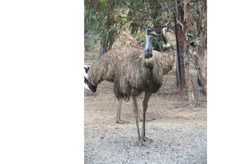 Perth Hills, Wildlife Park & Historic Pub Tour