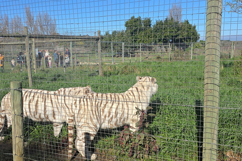 Cheetah, Giraffes Encounter, lion's park, and Wine Tasting