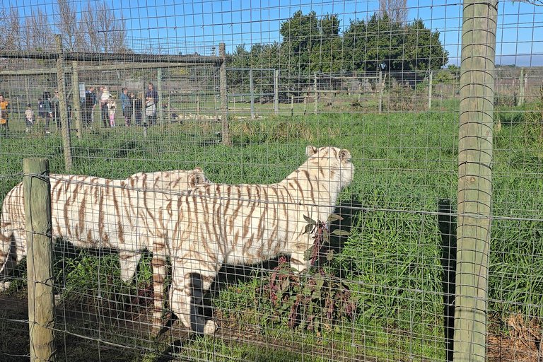 Cheetah, Giraffes Encounter, lion's park, and Wine Tasting