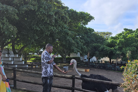 Cape Town: Ostrich Ranch Safari with Hotel Transfer