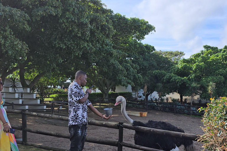 Cape Town: Ostrich Ranch Safari with Hotel Transfer