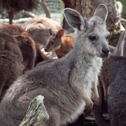 Sydney: Nature and Wildlife - Australia in One Day