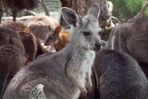 Sydney - natur och djurliv Natur och djurliv - Australien på en dag