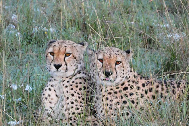 Da Nairobi: escursione al Parco Nazionale del Lago NakuruEscursione al Parco Nazionale del Lago Nakuru senza biglietto d&#039;ingresso