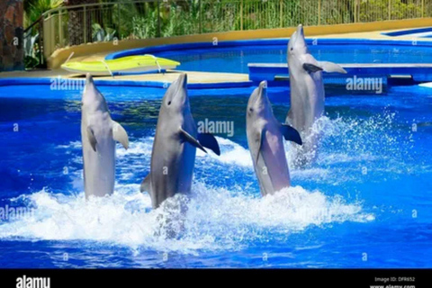 Visita ao espetáculo dos golfinhos com transporte de Alanya e SideVisita a um espetáculo de golfinhos com transfer de Alanya