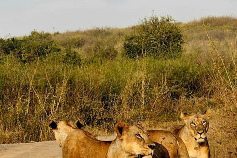 Nairobi: passeio de meio dia no Parque NacionalNairobi: tour privado de meio dia no Parque Nacional