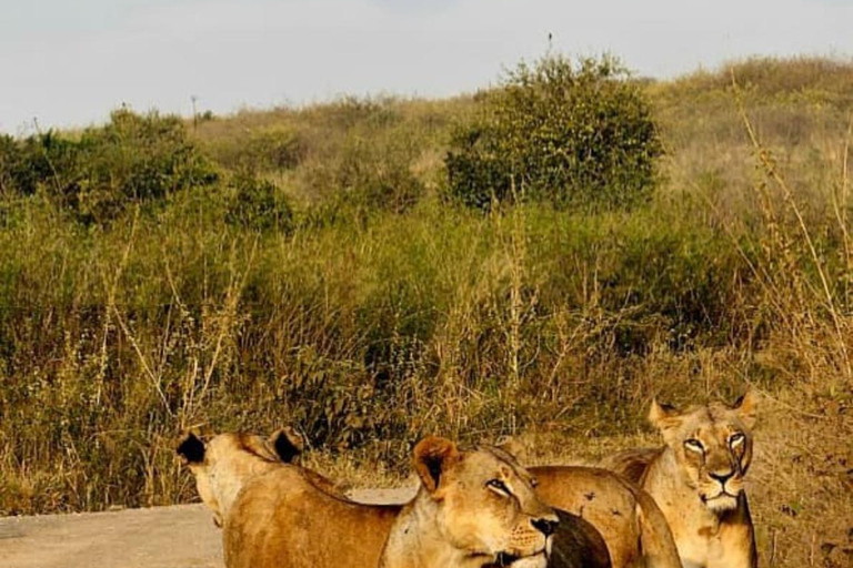 Nairobi: passeio de meio dia no Parque NacionalNairobi: tour privado de meio dia no Parque Nacional