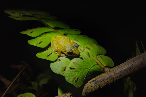 Monteverde : Visite nocturne partagée au Costa Rica