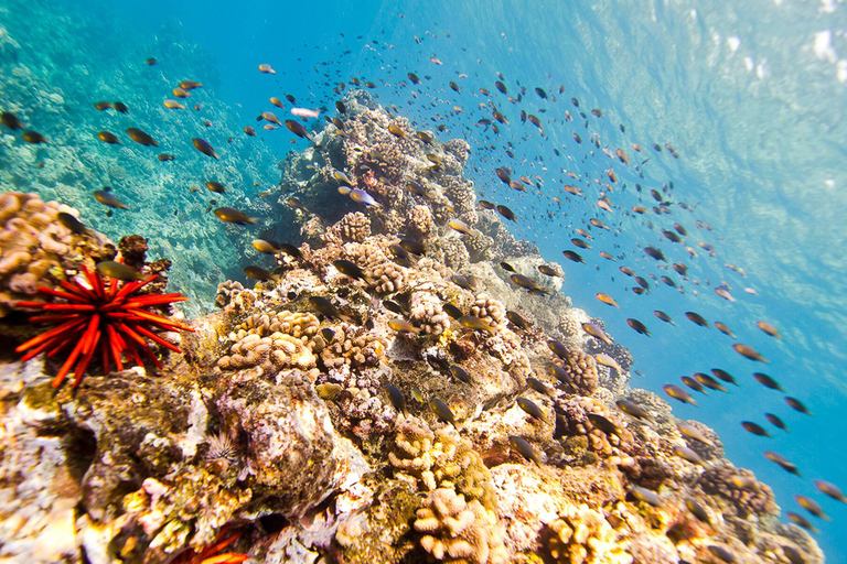 Oahu: Utflykt med delfinsimning och sköldpaddssnorkling i WaianaeOahu: Simma med delfiner och snorkla med sköldpaddor i Waianae